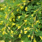 Karagana sibírska (Caragana arborescens) - výška 40-60 cm, kont. C3L
